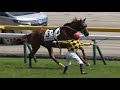 【４Ｋ現地撮影】2019年5月12日東京競馬７Ｒモズダディー号放馬、競争除外。