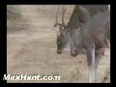 Big Buck! - 15 point Whitetail Deer! Big Buck! - 15 point Whitetail Deer!