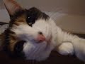 私を待つ猫 - Cat drops toy and enjoys it.