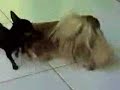 Lesbianismo animal