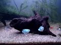 Aquário comunitário de peixes de água doce tropicais. Espécies animais: acará bandeira fumaça, colisa azul, mexerica, barbo cereja comum e albino, coridora albina. 