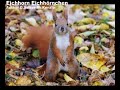 Eichhorn Eichhörnchen Tiere SelMcKenzie Selzer-McKenzie Eichhorn Eichhörnchen Tiere SelMcKenzie Selzer-McKenzie