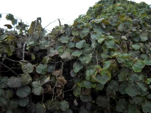 how to fertilize kiwi vines