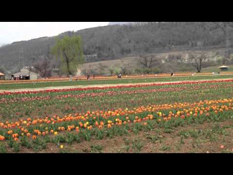 shirandesilva68 - (Tulip Garden) India. The tulip garden spread over an area of 5 hectares and earlier known as Siraj Bagh has also been rechristened Indira Gandhi Tulip Garde...