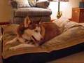 nesting dog beds