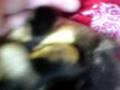 eendjes