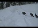 Line Dancing Turkeys