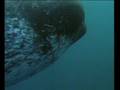 Narwhals