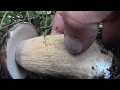 FUNGHI PORCINI ..aereus ROVERELLA vs ACQASANTA FUNGHI PORCINI ..aereus ROVERELLA vs ACQASANTA