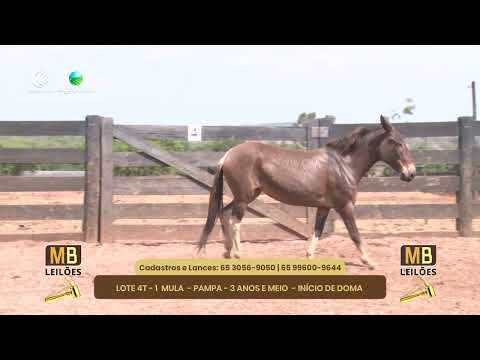 519 LEILO VIRTUAL MB LEILES