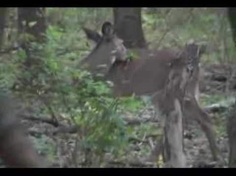 BrianNelson123 - Click More http://www.NelsonIdeas.com We found these 3 Deer (Tape 2/2) while we were in Chaska MN Minnesota as the Nelson's from Houston Texas and Madison Wi...