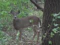 Deer 2/2 Chaska MN Minnesota Nelson Lewison Geocaching