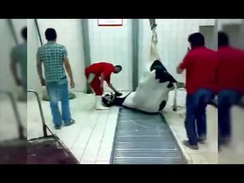 EXPORT DAIRY- A PREGNANT COW SLAUGHTERED IN TURKEY WITH NEW BORN CALF