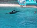 Shamu Pees during live show!