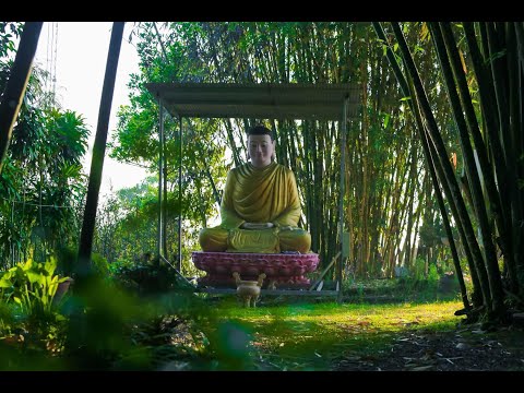NIKAYA - Quán Chiếu Ác Nghiệp