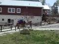 videos de Aubry rides a camel
