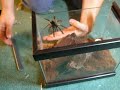 Verry Fast spider, Trinidad chevron (Psalmopoeus cambridgei)