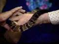 Snake Handlers at Jolo, West Virginia