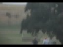 Jackie and Rover prelim xc
