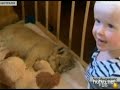 Видеоновость В Австралии 2-х летней девочке подарили живого львенка 
