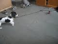 Dachshund Puppy Battles Helicopter 2