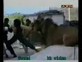 Lion Attack Lion Attack
