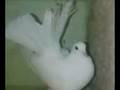 videos de Fantail Pigeon