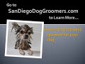 Pet Grooming - Find the Best Dog Groomers in San Diego, CA