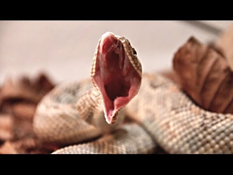 YouTube reptile video