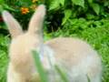 Bunny in the yard