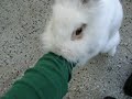 toto attacks toto attacks