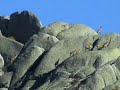 GERÊS (VIDA SELVAGEM) GERÊS (VIDA SELVAGEM)