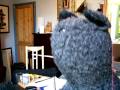 Hamish the Monopedic Wonder Dog vs. Tom Fairbairn