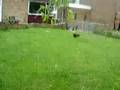 Affenpinscher