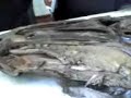 Anatomia Veterinaria - Cabeza - Senos - UBA