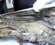 Anatomia Veterinaria - Cabeza - Senos - UBA
