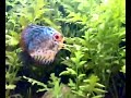 Aquario 600 Litros - Peixes Raros ( Plantado 2 ) 