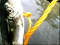 Pinecrest Lake :  MOTO-YAK fish trip