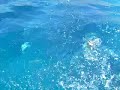 la maddalena occhiate affamate