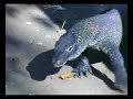 Komodo Dragons