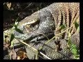 Komodo Dragons