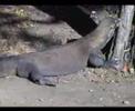 Komodo Dragons