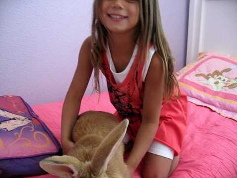 how to care for a flemish giant rabbit