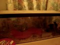 My pet rats