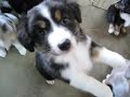 Lucy & pups @ 7 weeks / #2 Lucy & pups @ 7 weeks / #2