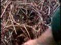 Picking Spring Boletes Part 2.