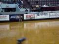 Primary boys 500M heat # 2