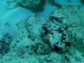 Meeru Island Resort Snorkelling Racoon Butterfly Fish