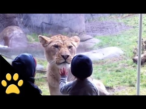 Animals Interact With Children At Zoos, You Won't Belive This Lion!  (VIDEO)