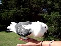 Both Pigeons Fly Both Pigeons Fly